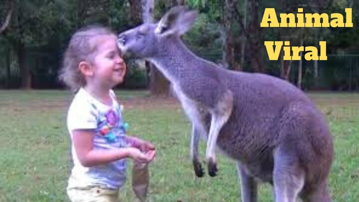 💥Ultimate Funny Animals Viral😂💥of 2020 | Funny Animal Videos💥👌