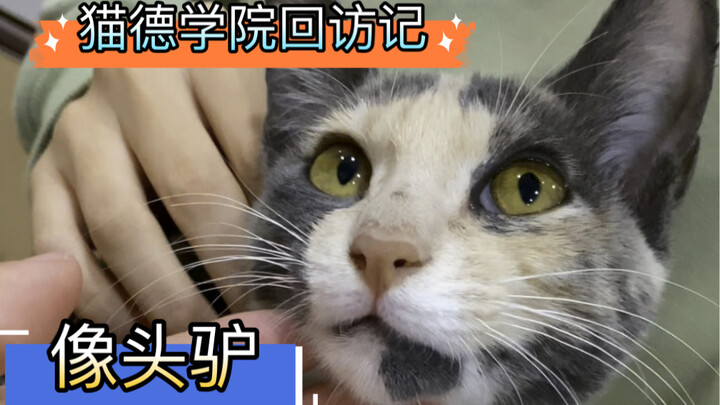A Visit to the Cat Druid Academy – Like a Stubborn Donkey   Shh! The adopter thought her cat’s meow 