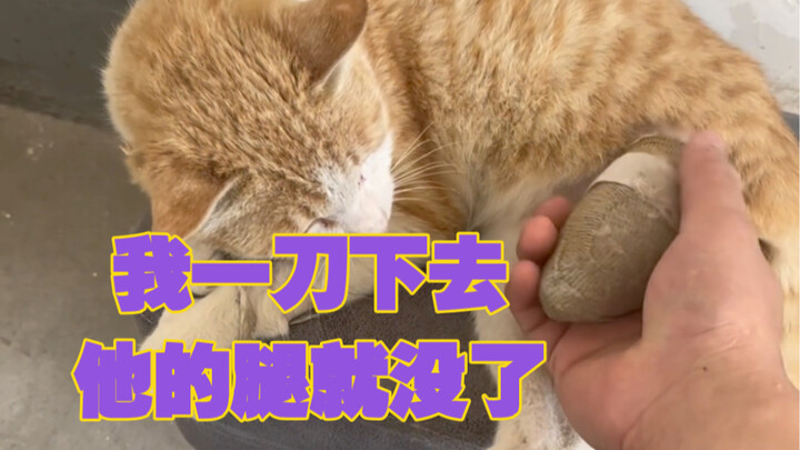 Ayo buatkan kursi roda untuk kucing kecil yang cacat, lagipula kakinya aku yang lepaskan.