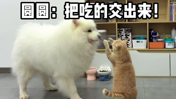 圆圆：把吃的交出来！