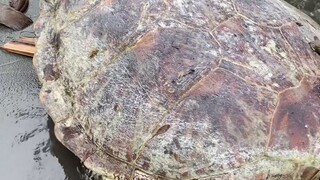 Naka kita kami ng pawikan sa may threehouse namim..