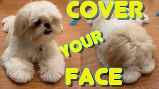 Shih tzu Puppy Learns How To Cover His Face