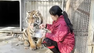 The little tiger cub who used to snuggle and cuddle right by the bed has grown up! He no longer craw