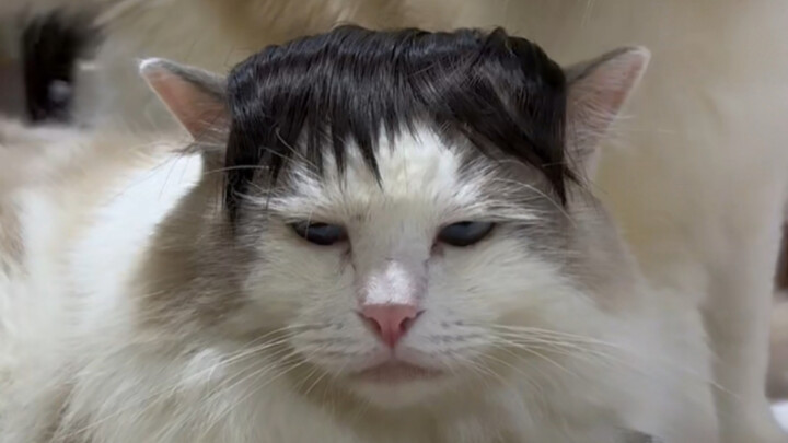 The Cat Owner's "That Little Thing"