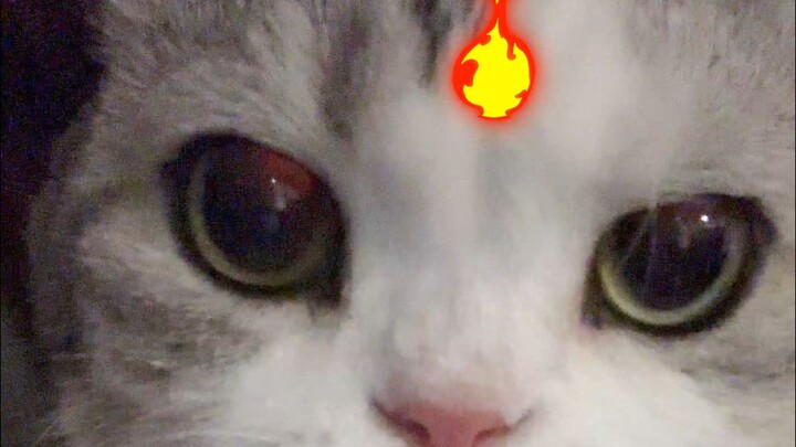 A scaredy-cat outside, but a little boss at home!