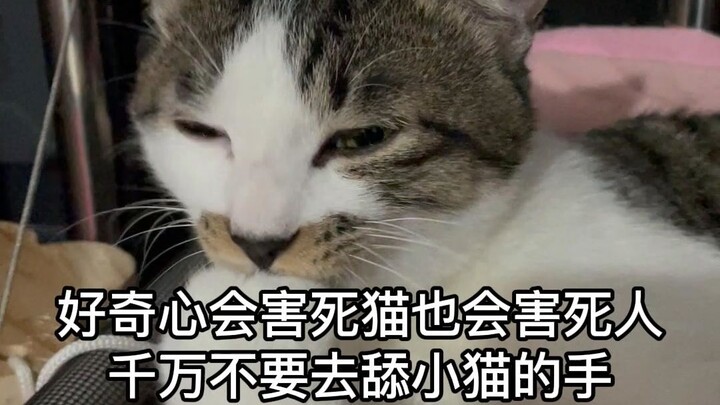Jangan menjilati tangan kucing hanya karena penasaran