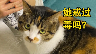 朋友过敏来做客不能摸猫，给社牛猫急坏了！