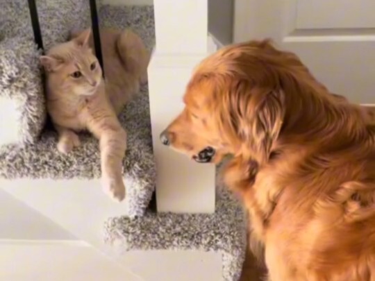 สงครามแมวกับสุนัข