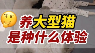 Mengapa manusia dapat memelihara anjing berukuran besar, tetapi tidak dapat memelihara kucing beruku