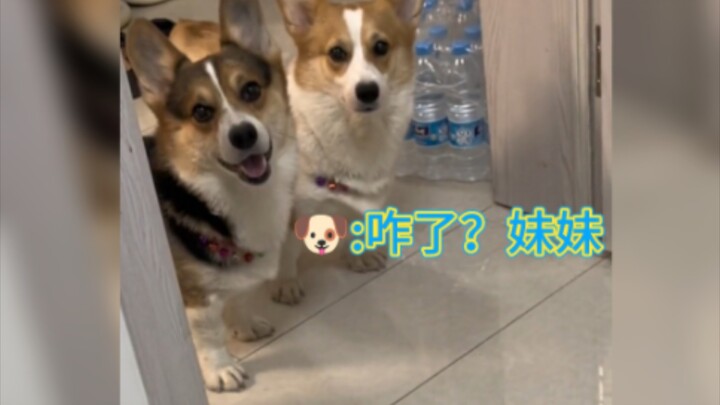 Turns out cats and dogs love clipped speech too~