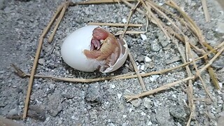 Hatching baby pigeons