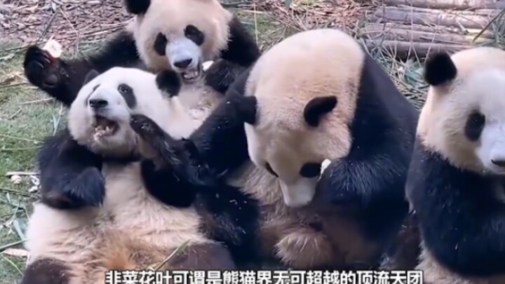 The worst class Grandpa Tan ever mentored has become the panda supergroup topping the charts.