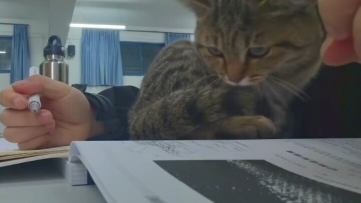 A kitten watching me study in the classroom