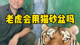 Tôi dạy hổ dùng cát vệ sinh cho mèo～