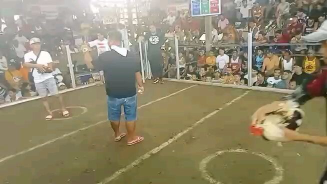 kaliskis buwaya grey latest fight in san juan batangas