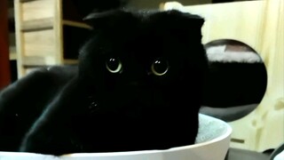 Boredom drives me to play mahjong with a few cats!