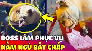 Chú Boss 'NGỦ NHƯ CHẾT' không chịu phục vụ khách hàng khiến gia chủ bất lực 😅 Gâu Đần