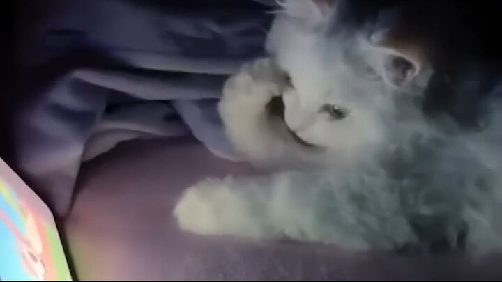 funny pets video - top amazing