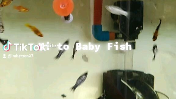 Flexing To my Baby Fry Fish