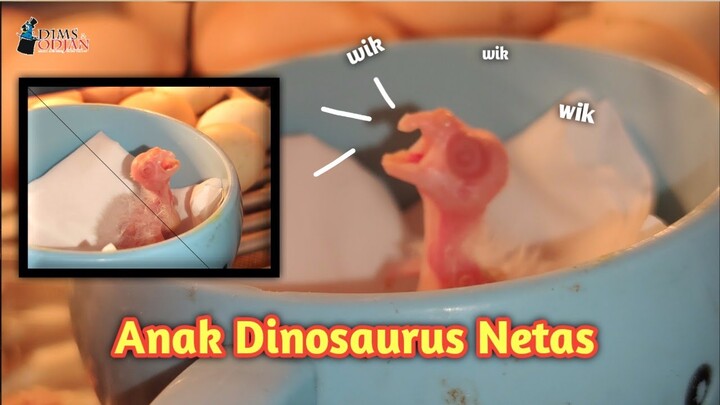 Telur Cockatiel Albino menetas gaes