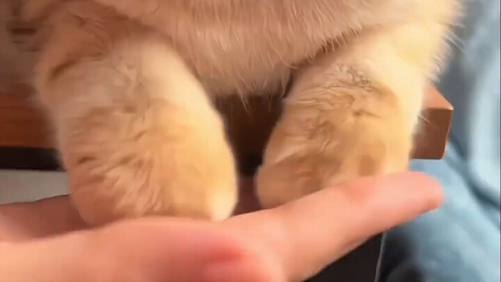 “Kucing kecil yang imut, tentu saja harus tag orang paling imut untuk melihatnya!”