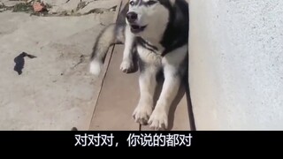 【hanser】Bahasa anjing level 10 Hanser membuat saya ingin mengirimkannya ke lingkaran hewan