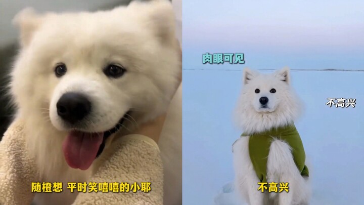 So that’s why he was smiling—it was all about cooling down! Once he got to Altay, though, he stopped