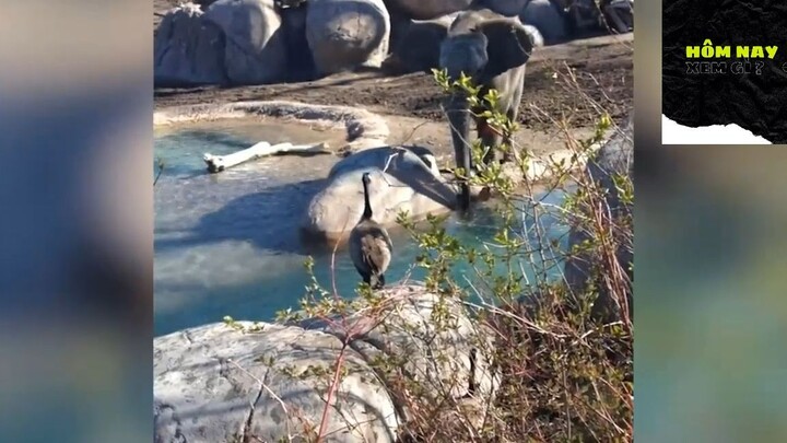 Cười mỗi ngày cùng tôi ! #videohaihuoc