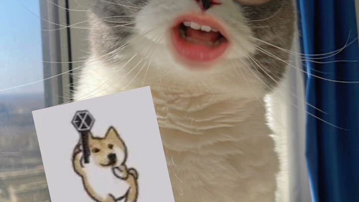 “I Came to Earth from Planet Meow”