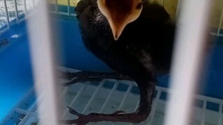 my beloved  baby birdyy