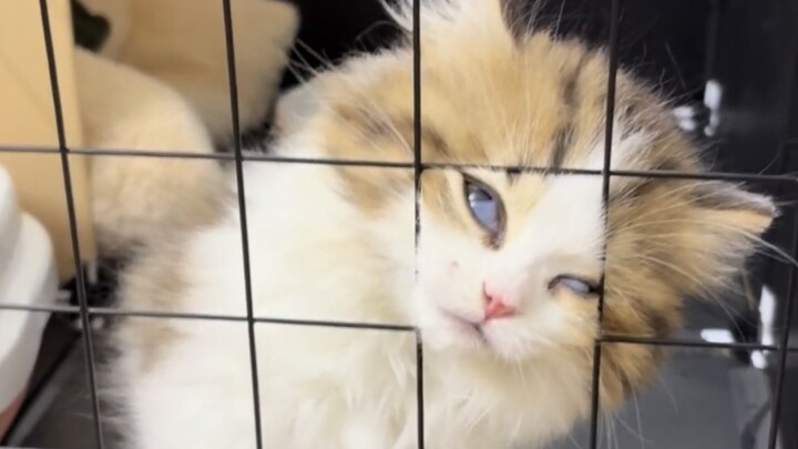 น้องแมวอ้วนงอนแล้ว