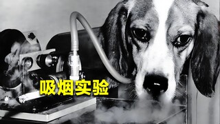 Is smoking really harmful to health? A British tobacco company used 48 dogs to smoke 100 cigarettes 
