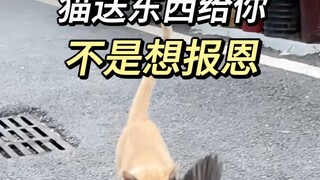But the hidden mission of cat genes