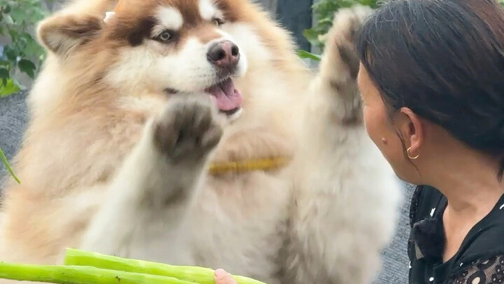 Tanda penghormatan dari si anjing kecil!!!