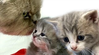 แมวดูแลลูกแมวแรกเกิดอย่างไรในช่วง 3 สัปดาห์แรกหลังคลอด
