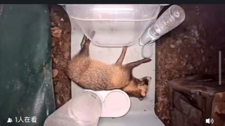 Street Tanuki TV – ngủ khắp nơi