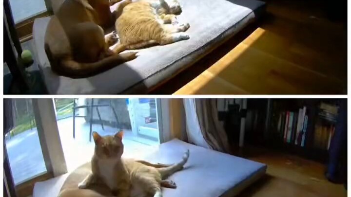 Perbedaan antara kucing dan anjing
