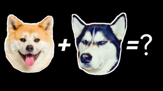 秋田+哈士奇=？？？