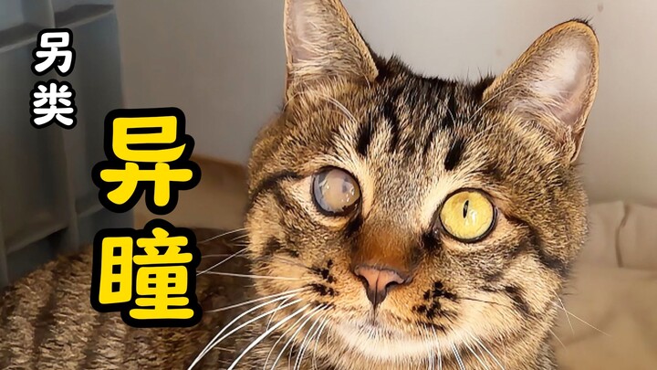 Kucing kecil tidak hanya suka mengisap orang, tapi juga gemar masuk ke dalam selimut—bisakah kamu me