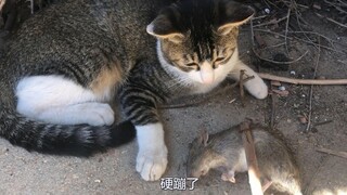 【猫抓老鼠5】中华田园猫抓的第5只老鼠！