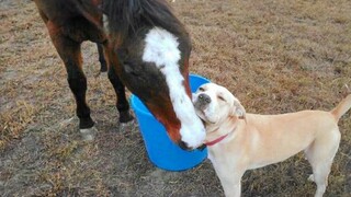 Unlikely Animal Friendships Will Melt Your Heart 🥰 Funny Animals Videos 2024