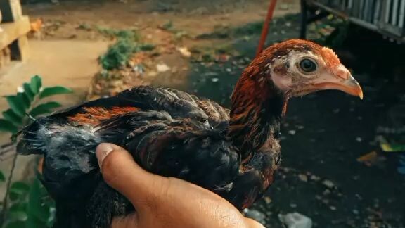 Pure Gilmore Art Lopez Line,1 month going 2 month