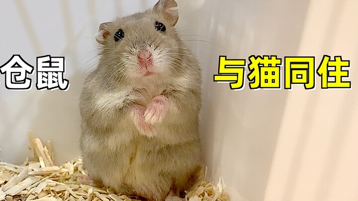 The adorable hamster moves into a new home, gorges on food and gets as round as a ball—how about we.