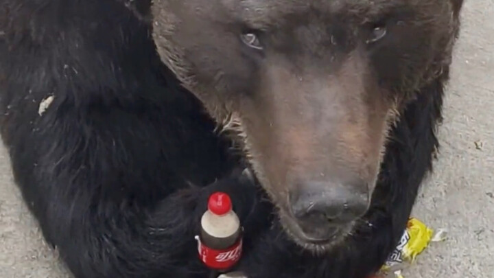 It’s so hot—the Big Bear opens a bottle and drinks Coke.