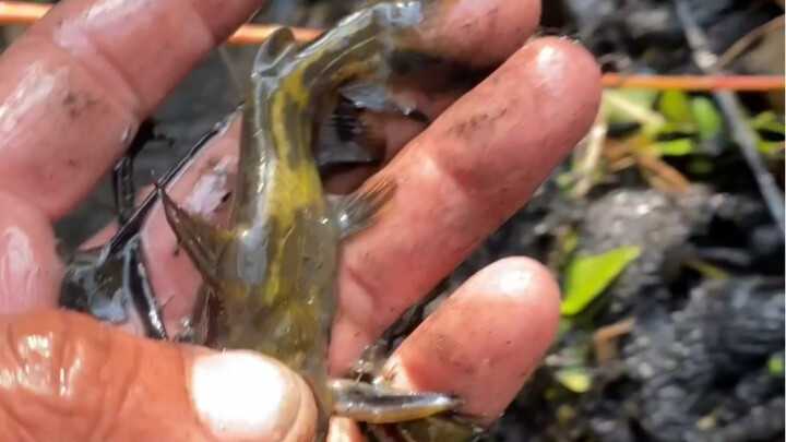 ألا يعرف حارس القرية كيف يصطاد السمك ويجمع الجمبري؟