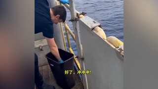 Apa yang terjadi jika Anda membuang sepotong besar daging ke laut tempat hiu sering terlihat?