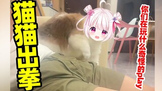猫猫看到人类出拳也是会模仿的！！！