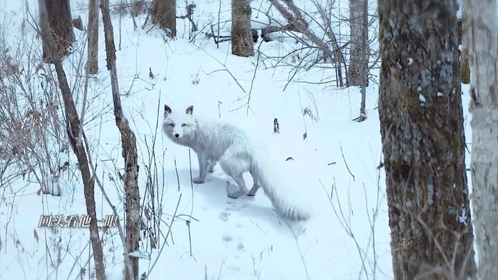 The Little Fox Spirit Repays a Kindness—Good Reaps Good, Evil Reaps Evil! If Cui Zhijia isn’t going 