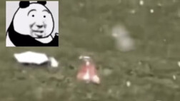 Cat: I thought it was a missile, but it turned out to be just a prank!