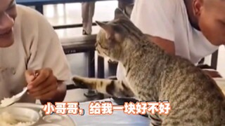 Although I'm just a kitty, I'm polite!